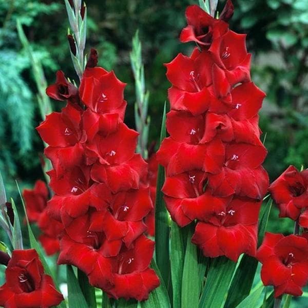 Buy Gladiolus Oscar (Red) - Bulbs (set of 10) online from Nurserylive ...