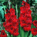gladiolus oscar (red) - bulbs (set of 10)