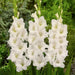 gladiolus pacifica (white) - bulbs (set of 10)