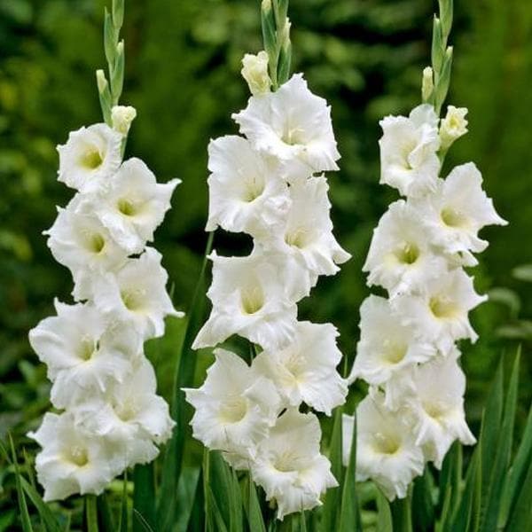 gladiolus pearl priscilla (creamy white) - bulbs (set of 10)