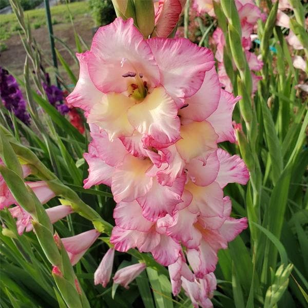 gladiolus priscilla (pink - bulbs (set of 10)