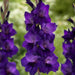 gladiolus (purple) - bulbs (set of 10)