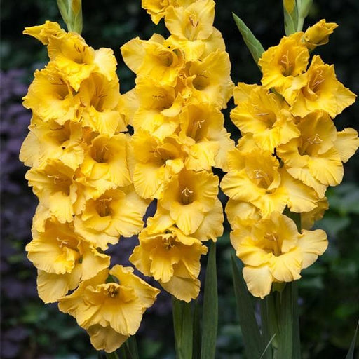 gladiolus souvenir (yellow) - bulbs (set of 10)