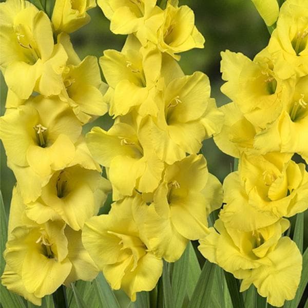 gladiolus summer sunshine (yellow) - bulbs (set of 10)