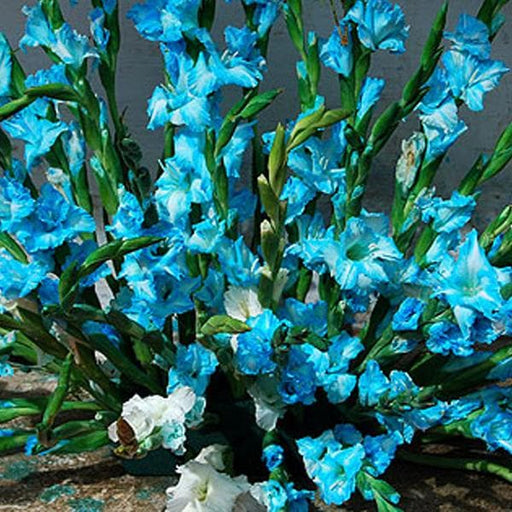 gladiolus tropic sea (sky blue) - bulbs (set of 10)