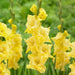 gladiolus (true yellow) - bulbs (set of 10)