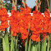 gladiolus victor borge (orange) - bulbs (set of 10)