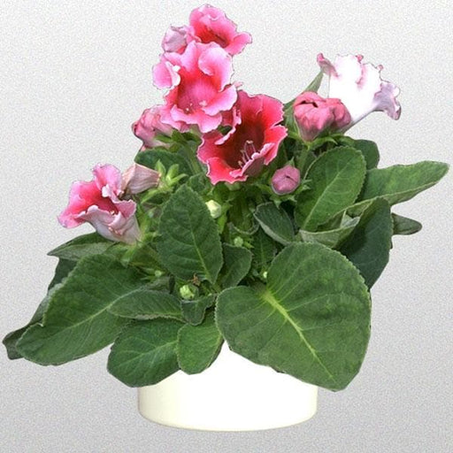gloxinia (pink) - plant