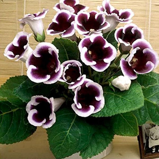 gloxinia (purple - plant