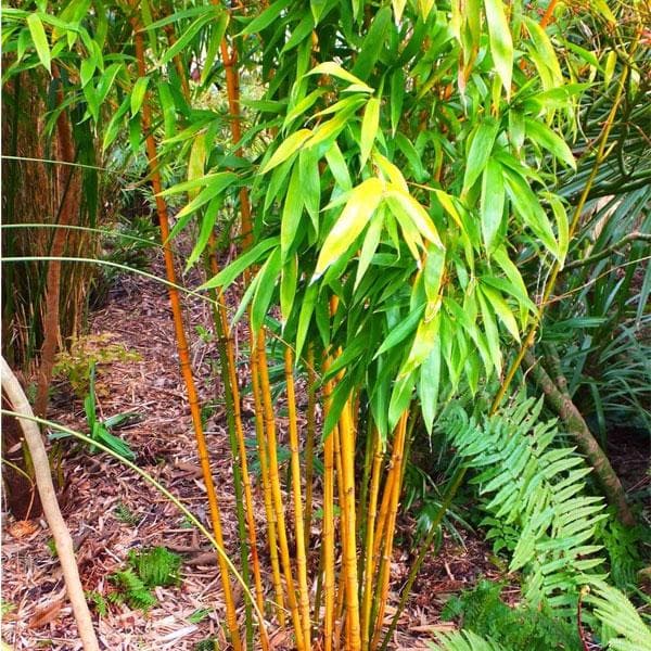 indoor bamboo plant yellow leaves Buy Yellow Bamboo