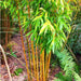 golden bamboo - plant
