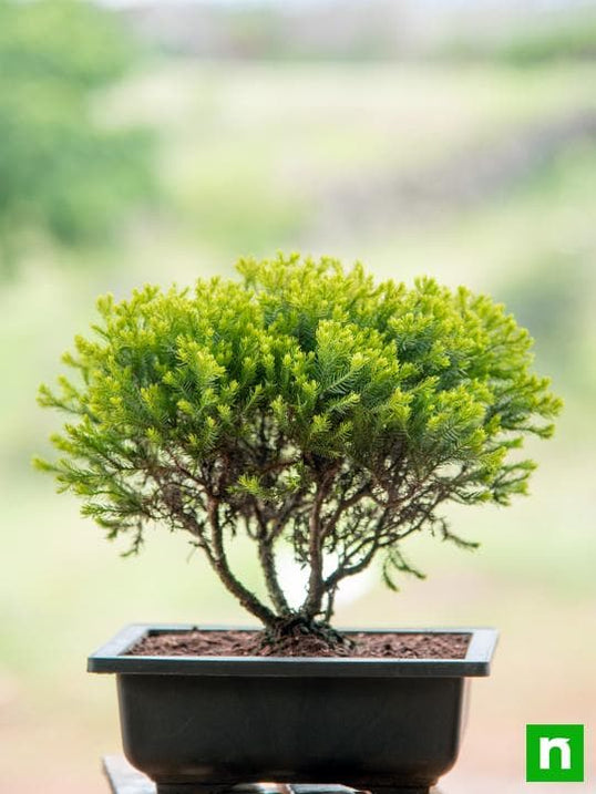 Buy Bonsai Plants online from Nurserylive at lowest price.