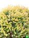 golden cypress bonsai - plant