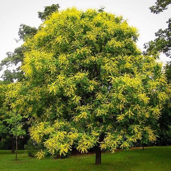 golden rain tree - plant