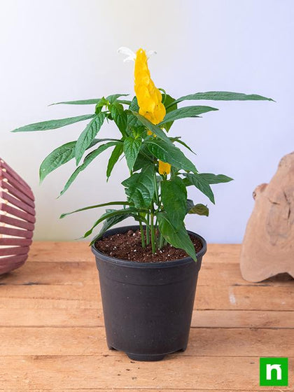 lollipop pot plants Buy Lollipop Plant, Golden Shrimp