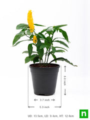 golden shrimp - plant