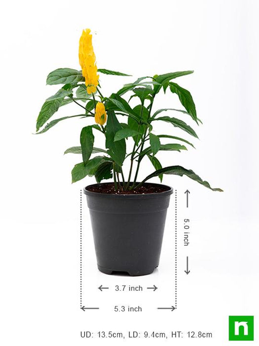 lollipop pot plants Buy Lollipop Plant, Golden Shrimp