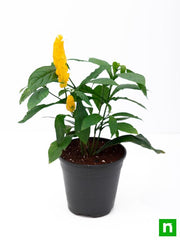 golden shrimp - plant