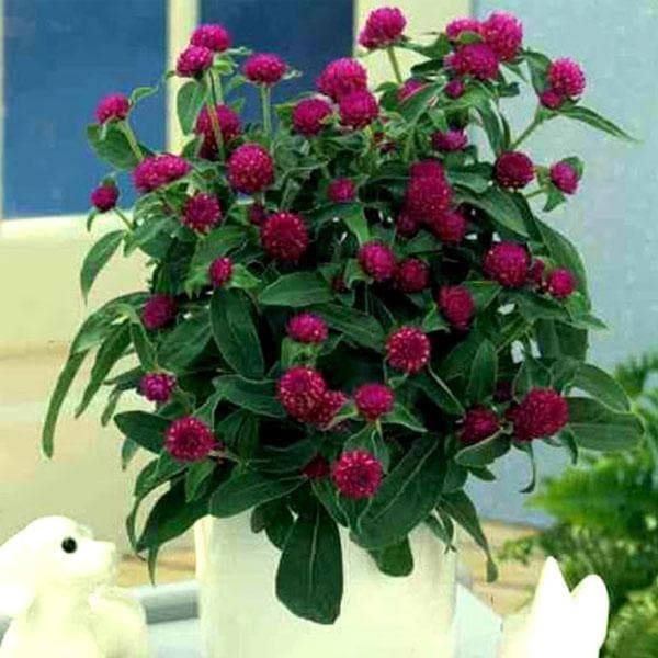 globe amaranth - plant