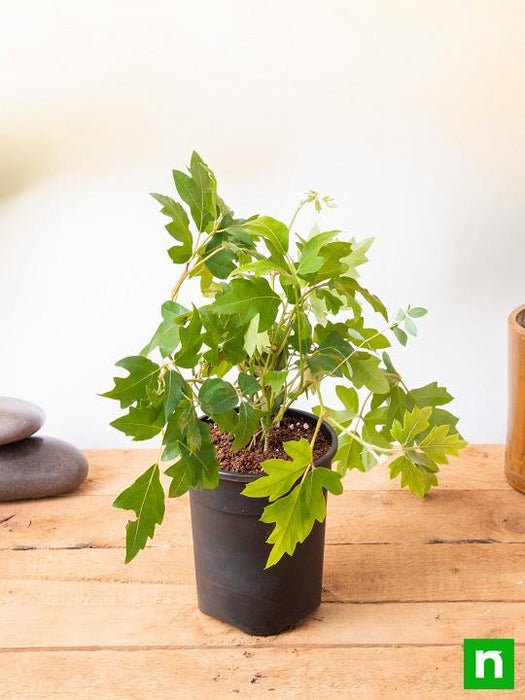 grape ivy house plant Buy Grape Ivy