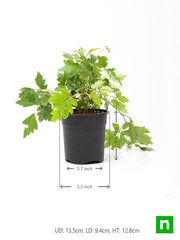 grape ivy - plant