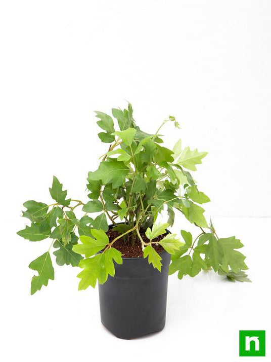 Buy Grape Ivy Plant online from Nurserylive at lowest price.