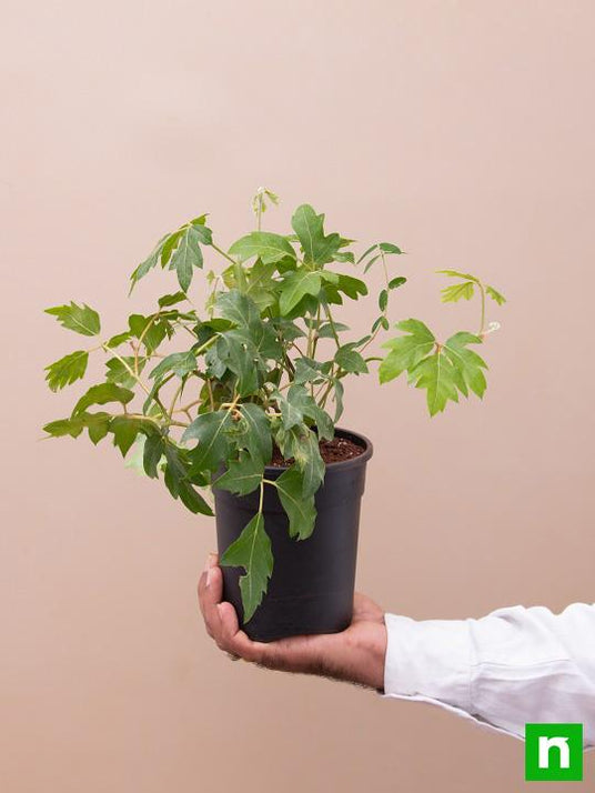 Buy Grape Ivy Plant online from Nurserylive at lowest price.