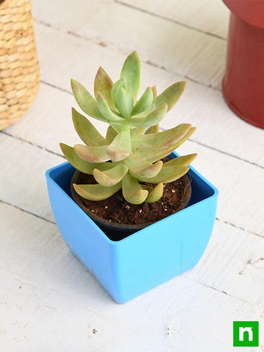 graptosedum succulent care Buy Graptosedum species