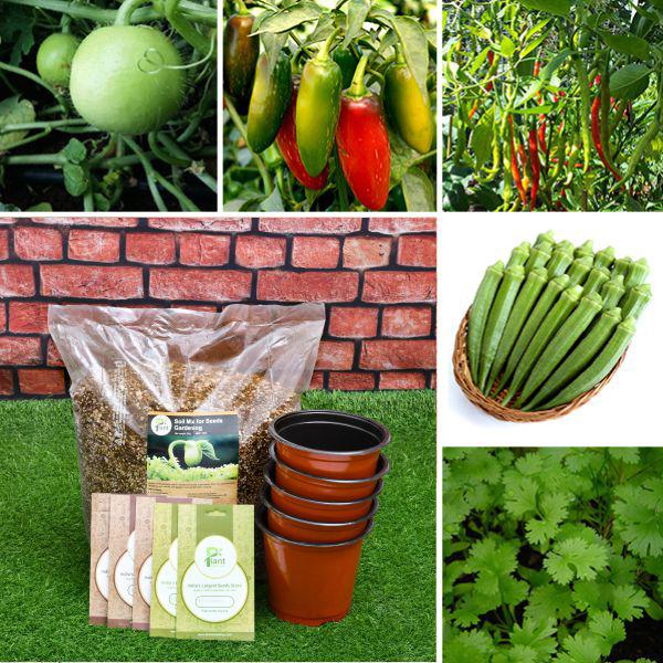 Buy Grow 5 Best Herb, Vegetables in Rainy Season Kitchen Garden Pack