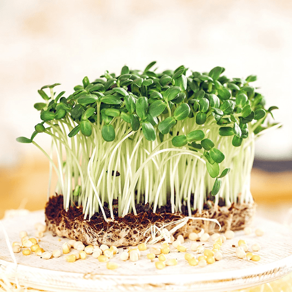 grow your own microgreens - workshop