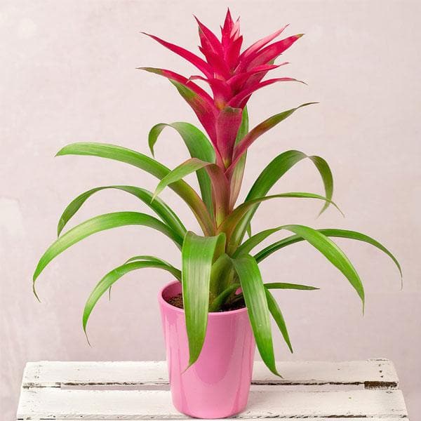 guzmania (pink) - plant