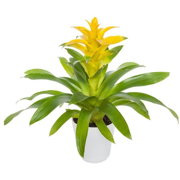 guzmania (yellow) - plant