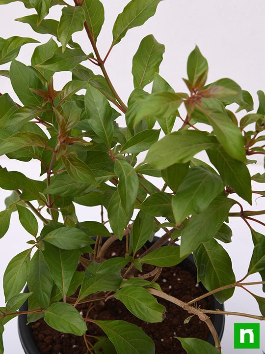 hamelia patens dwarf - plant