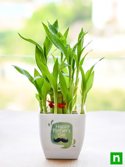 happy 2 layer lucky bamboo for happy fathers day 