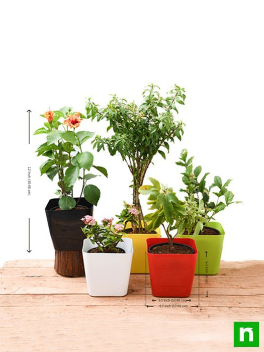 happy holi colorful plants pack 