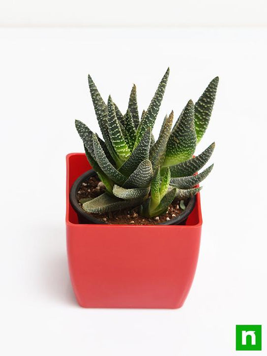 red zebra succulent Buy Haworthia attenuata