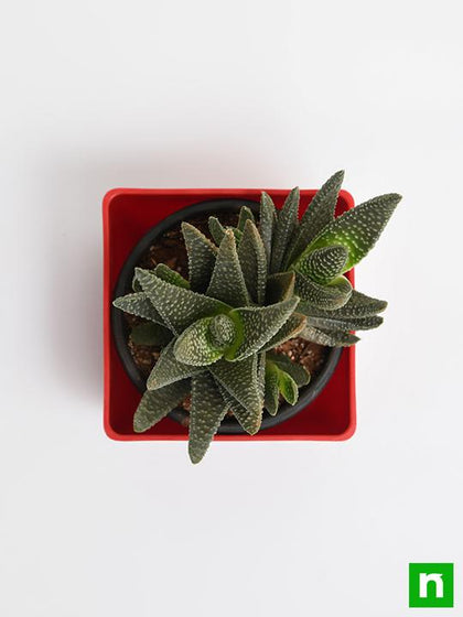 pointy succulent with white spots Buy Haworthia attenuata