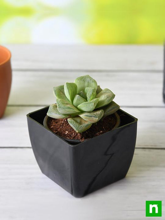 green rose looking succulent Buy Haworthia truncata Green Rose