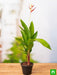 heliconia psittacorum - plant