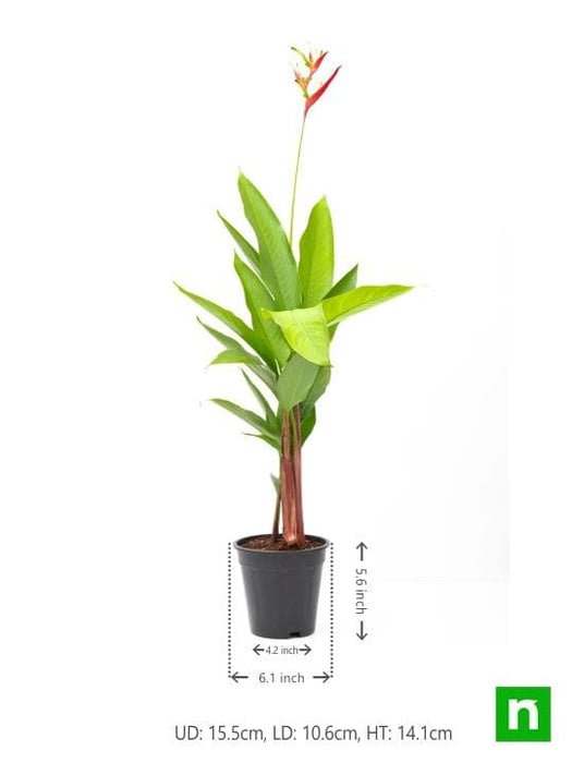 heliconia psittacorum - plant