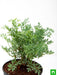 herb - plant