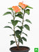 hibiscus - plant