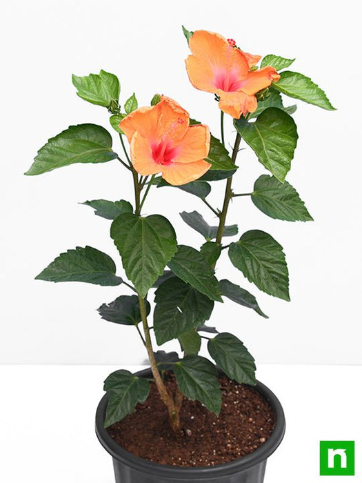hibiscus - plant