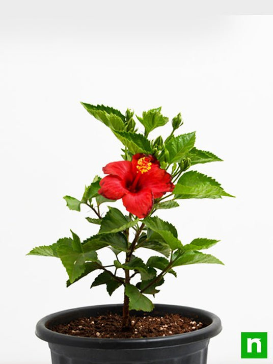 Buy Hibiscus, Gudhal Flower (Red) - Plant online from Nurserylive at ...