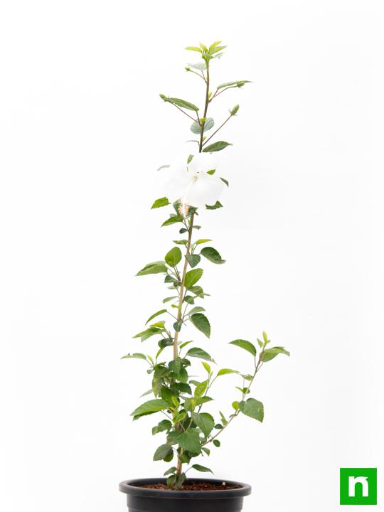 hibiscus - plant