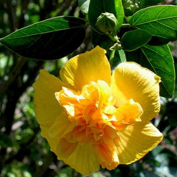 double yellow flower live hibiscus potted plant Buy Hibiscus, Gudhal Flower (Yellow Double)