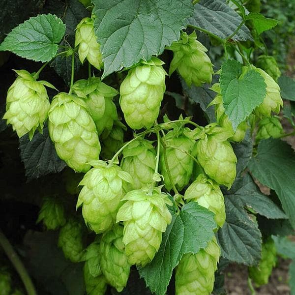 Hops Crop