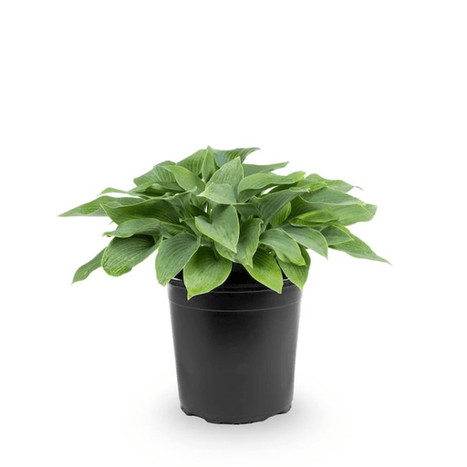 hosta - plant