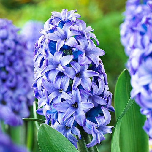 hyacinth minos (purple) - bulbs (set of 5)
