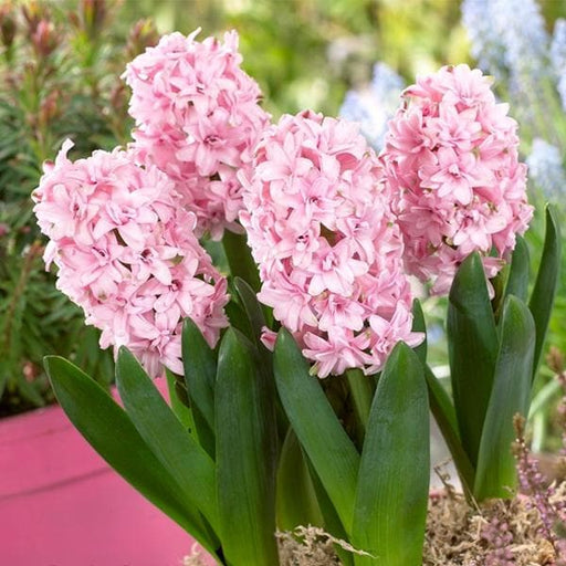 hyacinth rosette double (pink) - bulbs (set of 10)